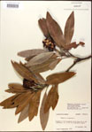000018597-thumbnail.jpg