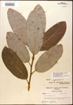 000018598-thumbnail.jpg