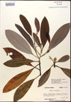 000018599-thumbnail.jpg
