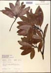 000018602-thumbnail.jpg