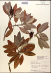 000018603-thumbnail.jpg