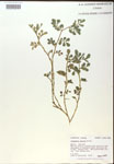 Indigofera