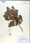 Quercus