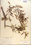 000018665-thumbnail.jpg