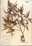 000018666-thumbnail.jpg