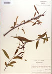 000018667-thumbnail.jpg