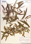 000018668-thumbnail.jpg