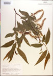 000018669-thumbnail.jpg