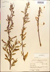 000018671-thumbnail.jpg