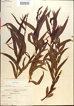 000018672-thumbnail.jpg