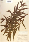 000018673-thumbnail.jpg