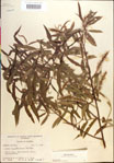 000018674-thumbnail.jpg