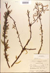 000018676-thumbnail.jpg