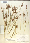 Carex