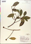 000018856-thumbnail.jpg