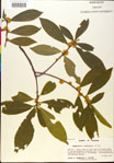 000018857-thumbnail.jpg