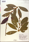 000018859-thumbnail.jpg