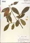 000018862-thumbnail.jpg