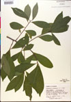 000018863-thumbnail.jpg