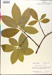 000018864-thumbnail.jpg