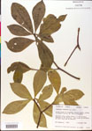 000018866-thumbnail.jpg