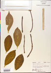 000018867-thumbnail.jpg