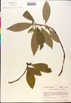 000018868-thumbnail.jpg