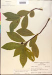 000018869-thumbnail.jpg