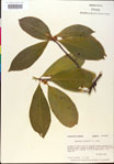 000018871-thumbnail.jpg