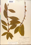 000018872-thumbnail.jpg