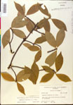 000018873-thumbnail.jpg