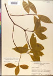 000018874-thumbnail.jpg