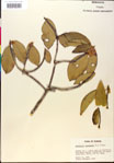 000018875-thumbnail.jpg