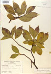 000018879-thumbnail.jpg
