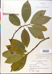 000018881-thumbnail.jpg