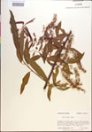 000018922-thumbnail.jpg