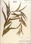 000018923-thumbnail.jpg