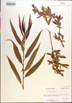 000018924-thumbnail.jpg