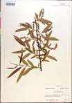 Salix