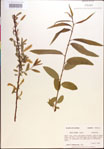 000018926-thumbnail.jpg