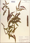 000018927-thumbnail.jpg
