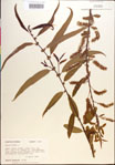 000018931-thumbnail.jpg