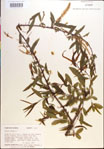 Salix