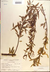 000018935-thumbnail.jpg