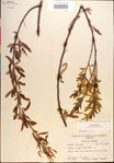 000018936-thumbnail.jpg