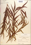000018937-thumbnail.jpg