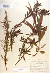 000018938-thumbnail.jpg
