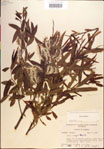 000018939-thumbnail.jpg