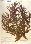 000018940-thumbnail.jpg