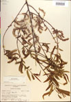 000018941-thumbnail.jpg